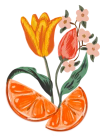 orange tulip 1