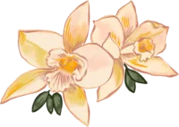 orchid 1