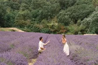 karina leigh - lavender field proposal-109