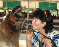 23-bob-wolfe-live-with-llamas-2_53459829048_o
