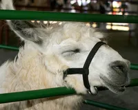 llamas in the showring
