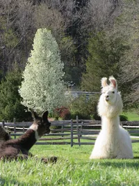 peaceful llama in a field