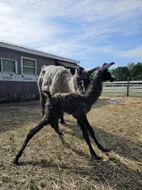 cute black baby llama just born!