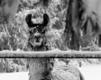 23-bob-wolfe-altered-images_53460005989_o