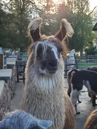 Buck Hollow Llamas