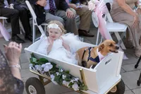 wagonwithdog