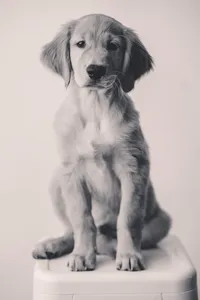 Puppy poses during Personality Photoshoot in Charleston, SC.