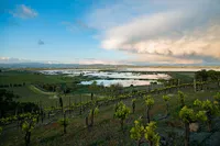 Sonoma-Wedding-Photographer-Viansa-170