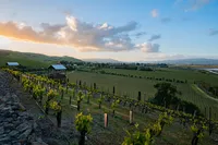 Sonoma-Wedding-Photographer-Viansa-171