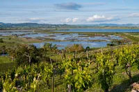 Sonoma-Wedding-Photographer-Viansa-54