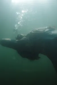 Underwater portrait of a woman floating backward beneath the surface as bubbles rise toward the sunlight.