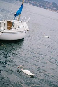 Destination wedding planning in Italy with view on swan birds