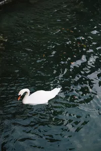 Swan on Lake Como reinforcing visual narrative of elegance and place in editorial