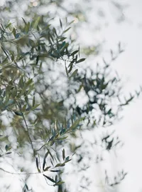 Olive tree detail in the gardens of an Italian-inspired winery estate in Lake Oswego Oregon