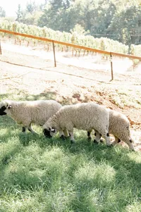 Sheep running across rolling vineyard hills during rehearsal dinner evening at Lucid Wild.