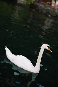 White swan swimming on Lake Como near Villa Cipressi symbolizing elegance and inspiration for editorial