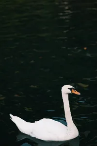 Swan swimming in Lake Como used as symbolic inspiration for bridal editorial story