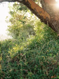 Sunlight through natural greenery creating soft atmosphere in outdoor editorial