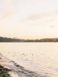 peaceful shoreline with birds in Olympic National Park nature editorial setting