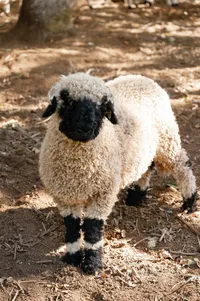 Close-up of Valais Blacknose sheep at Lucid Wild Vineyard, incorporated into the wedding aesthetic