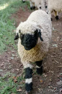Close-up of Valais Blacknose sheep walking across vineyard landscape during rehearsal dinner.