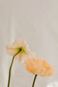 kaboompics_minimalist-flower-backgrounds-floral-compositions-white-fabric-abstract-30288