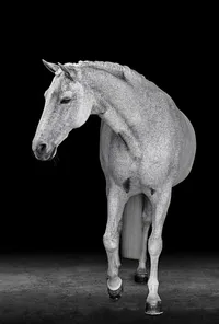 Horse In California photographed with a black background
