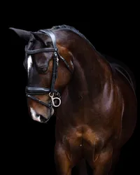 Horse In California photographed with a black background