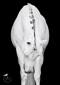 Horse In California photographed with a black background