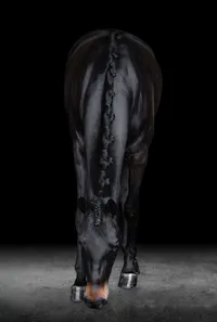 Horse In California photographed with a black background