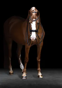 Horse In California photographed with a black background