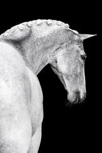 Horse In California photographed with a black background