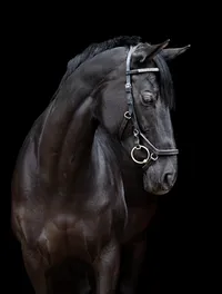 Horse In California photographed with a black background
