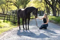 Northern California Equine Portraits