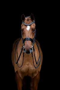 Horse In California photographed with a black background