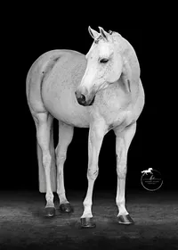 Horse In California photographed with a black background
