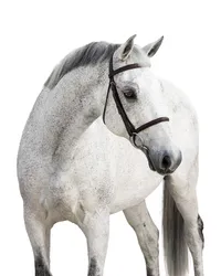 White Background Equine Portraits