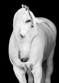Horse In California photographed with a black background