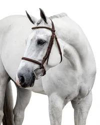 White Background Equine Portraits