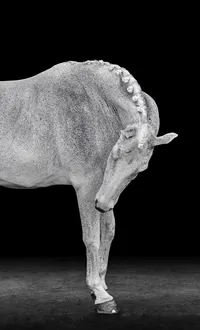 Horse In California photographed with a black background