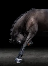 Horse In California photographed with a black background