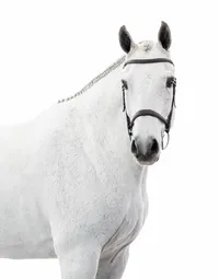 White Background Equine Portraits