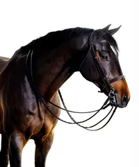 Fine art equine portrait take at horse shows in California Kendra Evans Photography