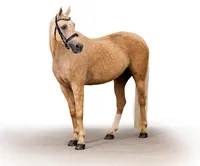 Fine art equine portrait take at horse shows in California Kendra Evans Photography