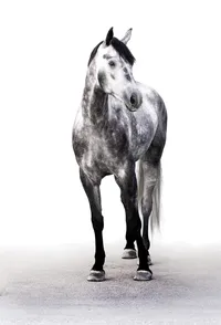 Fine art equine portrait take at horse shows in California Kendra Evans Photography