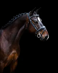 Horse In California photographed with a black background