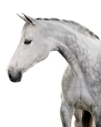 Fine art equine portrait take at horse shows in California Kendra Evans Photography