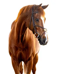 Fine art equine portrait take at horse shows in California Kendra Evans Photography
