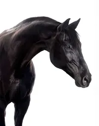 Fine art equine portrait take at horse shows in California Kendra Evans Photography