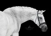 Horse In California photographed with a black background